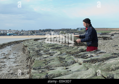 Tim Marshall at the Oysters Beds on the seashore at Rock in Cornwall Stock Photo