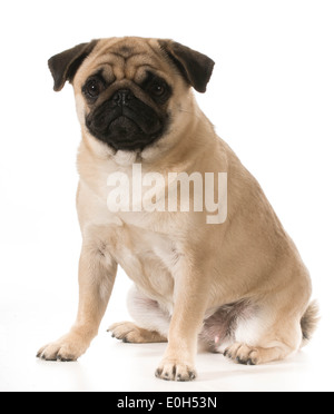 pug looking at viewer sitting isolated on white background Stock Photo ...