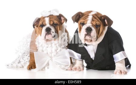 dog bride and groom puppies Stock Photo