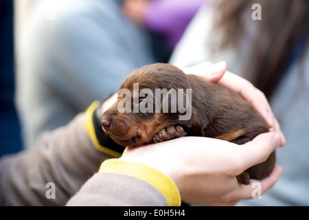 Holding brown puppy dog that is resting in a human hand Stock Photo