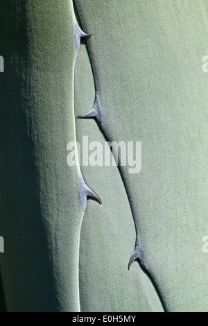 Rolled leaves of the Agava americana, Mediterranean, Europe Stock Photo