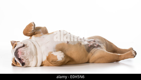 english bulldog laying on back sleeping - 7 months old Stock Photo