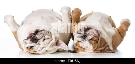 mother and daughter english bulldog laying on back sleeping Stock Photo