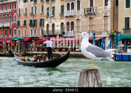 Yellow-legged Gull, Larus cachinnans, Gondola and restaurant at the Grand Canal, Venice, Venetia, Italy, Europe Stock Photo