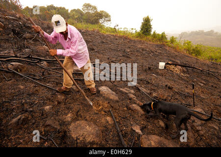 Coclé province, Republic of Panama, 13th May, 2014. Cleofer Martinez, 53, plants yucca on a rainy day in the interior of the Coclé province, Republic of Panama. First he and his family cut down the trees and bush, then they burn, and at last they plant seeds to grow yuca, maize, and rice on their land. The beginning of the rainy season, normally in April or May, is the best time to put seeds in the soil. Stock Photo