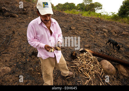 Coclé province, Republic of Panama, 13th May, 2014. Cleofer Martinez, 53, plants yuca, Manihot esculenta, on a rainy day in the interior of the Coclé province, Republic of Panama. First he and his family cut down the trees and bush, then they burn, and at last they plant seeds to grow yucca, maize, and rice on their land. The beginning of the rainy season, normally in April or May, is the best time to put seeds in the soil. He holds branches from last year’s yuca plantation, and they become this year’s plantation after a few months in the soil. Stock Photo