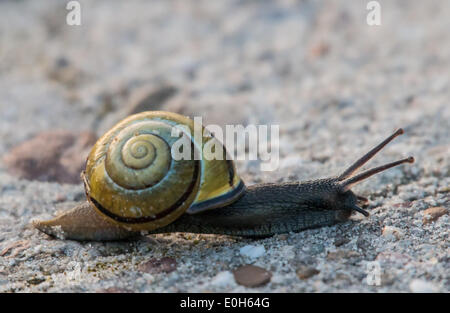 White Lipped Snail, Cepaea Hortensis Stock Photo