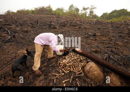 Coclé province, Republic of Panama, 13th May, 2014. Cleofer Martinez, 53, plants yucca on a rainy day in the interior of the Coclé province, Republic of Panama. First he and his family cut down the trees and bush, then they burn, and at last they plant seeds to grow yuca, maize, and rice on their land. The beginning of the rainy season, normally in April or May, is the best time to put seeds in the soil. Stock Photo