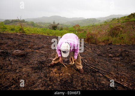 Coclé province, Republic of Panama, 13th May, 2014. Cleofer Martinez, 53, plants yucca on a rainy day in the interior of the Coclé province, Republic of Panama. First he and his family cut down the trees and bush, then they burn, and at last they plant seeds to grow yuca, maize, and rice on their land. The beginning of the rainy season, normally in April or May, is the best time to put seeds in the soil. Stock Photo