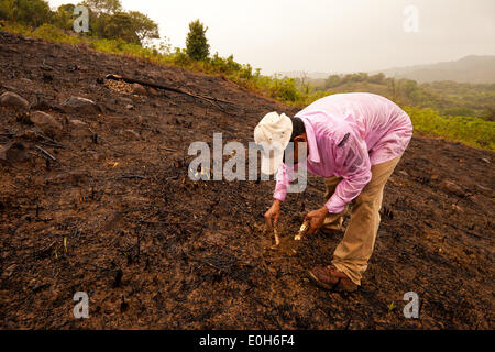 Coclé province, Republic of Panama, 13th May, 2014. Cleofer Martinez, 53, plants yucca on a rainy day in the interior of the Coclé province, Republic of Panama. First he and his family cut down the trees and bush, then they burn, and at last they plant seeds to grow yuca, maize, and rice on their land. The beginning of the rainy season, normally in April or May, is the best time to put seeds in the soil. Stock Photo