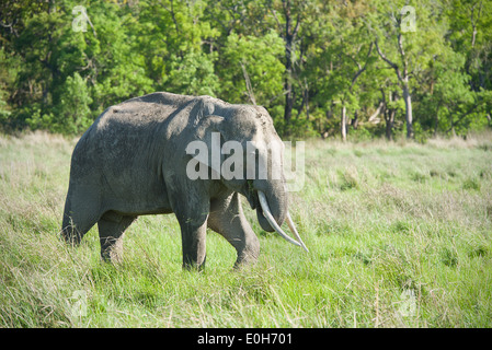 An Asiatic Elephant grazing on grass Stock Photo