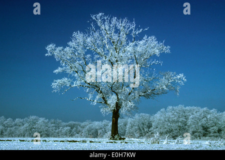 Oak tree in winter frost and snow scene at dawn Stock Photo