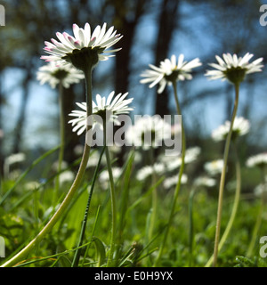 Daisies Stock Photo