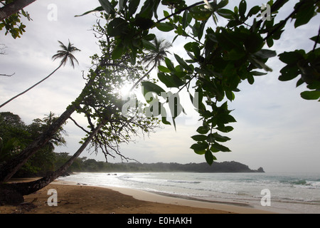 Bocas del Toro Province, Isla Bastimentos, beach, silverback Beach, palmtrees, palm, Bocas del Toro, Panama Stock Photo