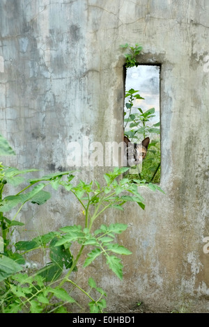 small cat peering through an opening in a concrete wall in east java indonesia Stock Photo