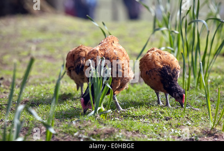 tree brown chickens on outdoor green grass lawn background Stock Photo