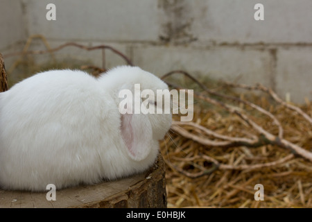 White lop eared rabbit Stock Photo