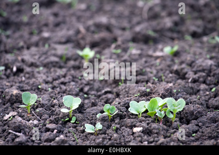 first green sprouts closeup on black ground background Stock Photo