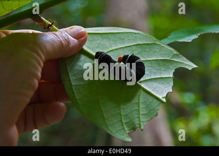 A CATERPILLAR eats a leaf in the rainforest of the KINABATANGAN RIVER WILDLIFE SANCTUARY - SABAH, BORNEO Stock Photo