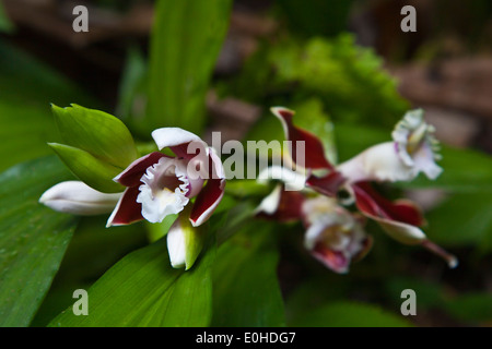 An ORCHID in bloom in the BOTANICAL GARDEN IN KINABALU NATIONAL PARK which is a World Heritage Site - SABAH, BORNEO
