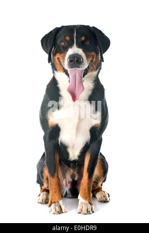 Appenzeller Sennenhund in front of white background Stock Photo