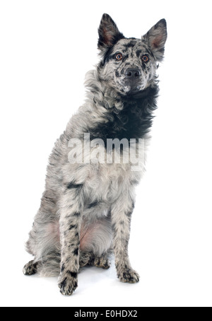 mudi shepherd in front of white background Stock Photo