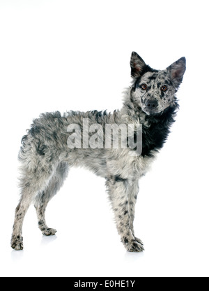 mudi shepherd in front of white background Stock Photo