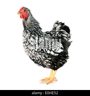 Wyandotte chicken in front of white background Stock Photo