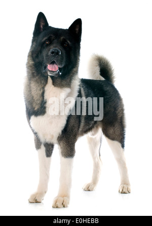 american akita in front of white background Stock Photo