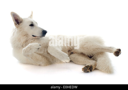 Purebred White Swiss Shepherd in front of white background Stock Photo