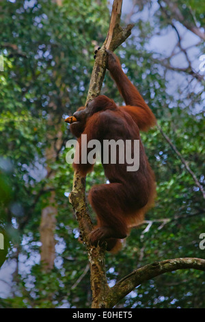A wild ORANGUTAN (Pongo pygmaeus) eats a fruit at the SEMENGGOK ORANGUTAN REHABILITATION CENTER - KUCHING, SARAWAK, BORNEO Stock Photo