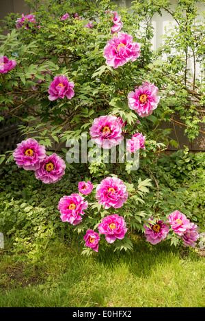 Double pink peony bush. Stock Photo