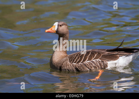 The greater white-fronted goose (Anser albifrons). Stock Photo