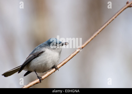 https://l450v.alamy.com/450v/e0hgna/blue-gray-gnatcatcher-e0hgna.jpg