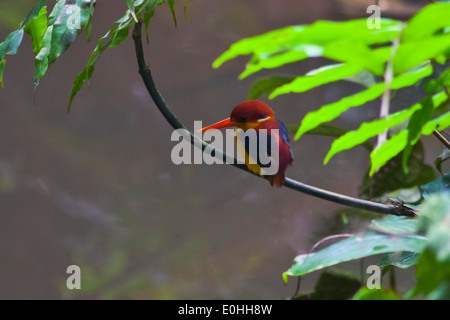 An ORIENTAL DWARF KINGFISHER (Ceyx erithaca) in the Kabili Sepilok Forest near Sandakan - MALAYSIA, BORNEO Stock Photo