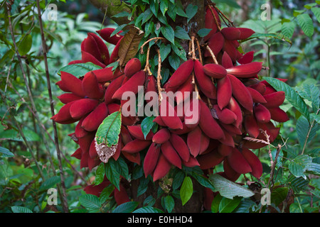 Fruit of the Kalumpang Tree in the Rainforest Discovery Centre in ...