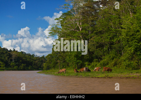 Cows graze on the shores of the KINABATANGAN RIVER which is home to many wildlife species - SABAH BORNEO Stock Photo