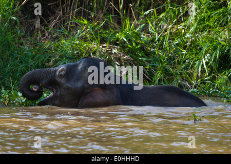 BORNEAN PYGMY ELEPHANT swimming in KINABATANGAN RIVER SANCTUARY - SABAH, BORNEO