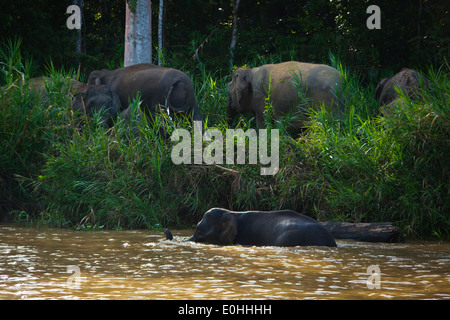 BORNEAN PYGMY ELEPHANTS eat grass along the riverbank in KINABATANGAN RIVER SANCTUARY - BORNEO