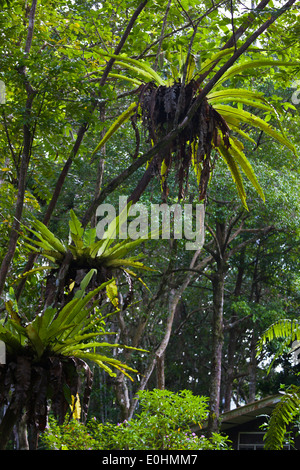 BIRDS NEST FERNS (Asplenium nedis) grow on a tree in BAKO NATIONAL PARK which is located in SARAWAK - BORNEO, MALASIA Stock Photo