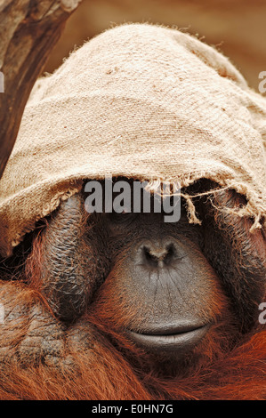 Bornean Orangutan (Pongo pygmaeus pygmaeus) , male in captivity Stock Photo
