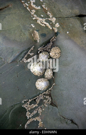 Limpets attached to Rocks at Monreith Beach in Dumfries and Galloway - Scotland