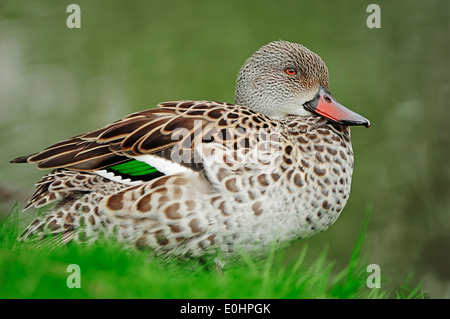 Cape Teal (Anas capensis) Stock Photo