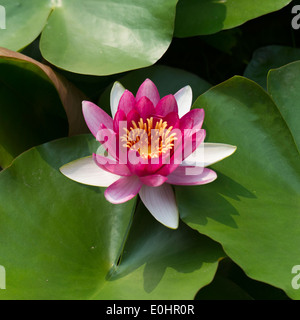 Water lily in a pond at Summer Palace, Haidian District, Beijing, China Stock Photo