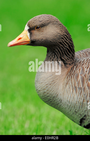 Greenland White-fronted Goose (Anser albifrons flavirostris) Stock Photo