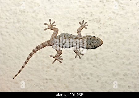 Moorish Gecko, Moorish Wall Gecko, Common Gecko or Crocodile Gecko (Tarentola mauritanica), Provence, Southern France Stock Photo