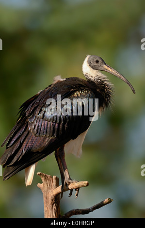 Straw-necked Ibis (Threskiornis spinicollis, Carphibis spinicollis) Stock Photo