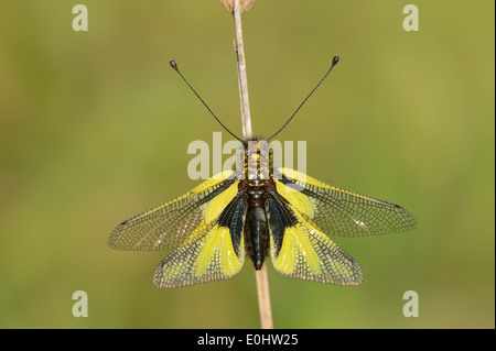 Owly Sulphur, European Owlfly or Owlfly Sulfur (Libelloides coccajus, Ascalaphus libelluloides), Provence, Southern France Stock Photo