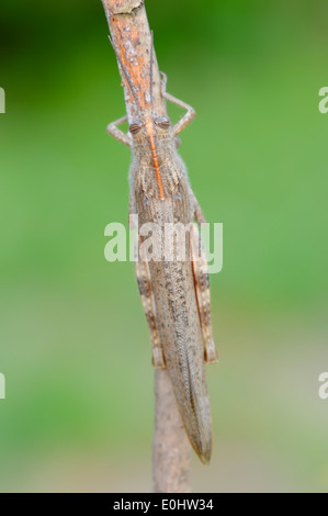 Egyptian Locust or Egyptian Grasshopper (Anacridium aegyptium), Camargue, Provence, Southern France Stock Photo
