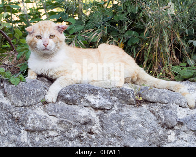 Male Alley Cat Stock Photo